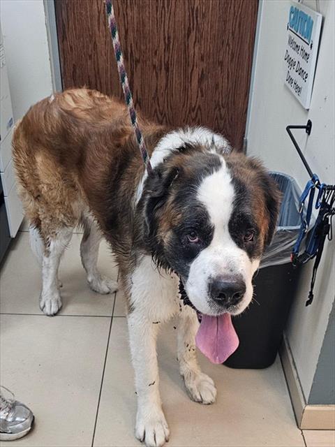 Shelter Stray Male Dog last seen IN PCAS PARKING LOT BUILDING A BY THE KENNELS, 19640 Dogpatch Ln, Land O' Lakes, FL 34638, USA