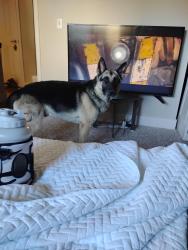 Found/Stray Male Dog last seen 1st and Chambers on the bike path behind SilverBrook apmts, Aurora, CO 80011
