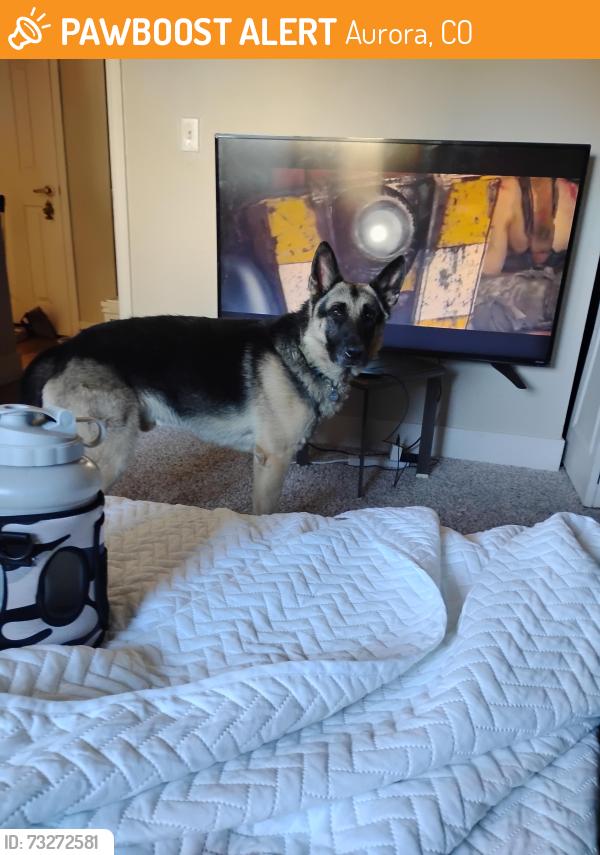 Found/Stray Male Dog last seen 1st and Chambers on the bike path behind SilverBrook apmts, Aurora, CO 80011