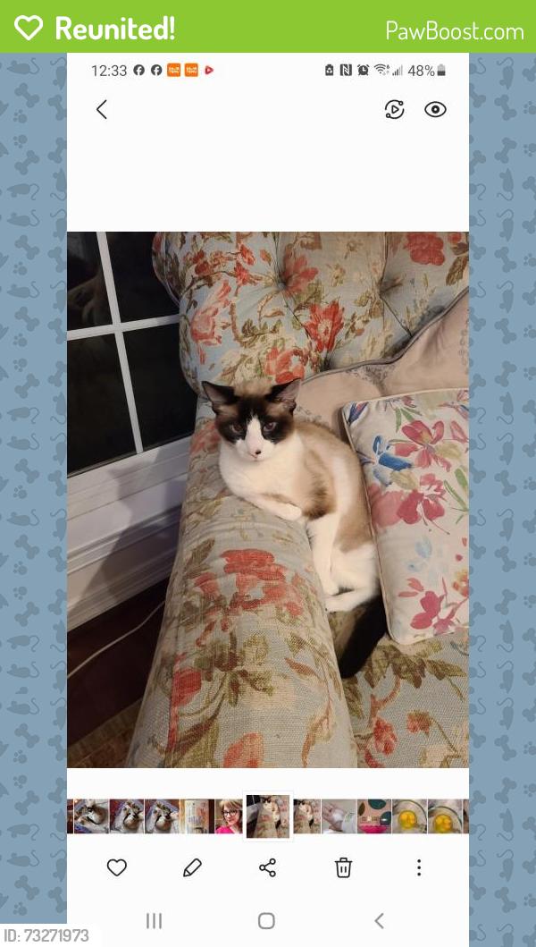 Reunited Male Cat last seen Glenmont & Anderson, Houston, TX 77081