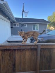 Reunited Male Cat last seen Moraga Ave, San Diego, CA 92117, USA, San Diego, CA 92117