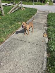 Found/Stray Male Dog last seen Cameron Place, Cincinnati, OH 45205