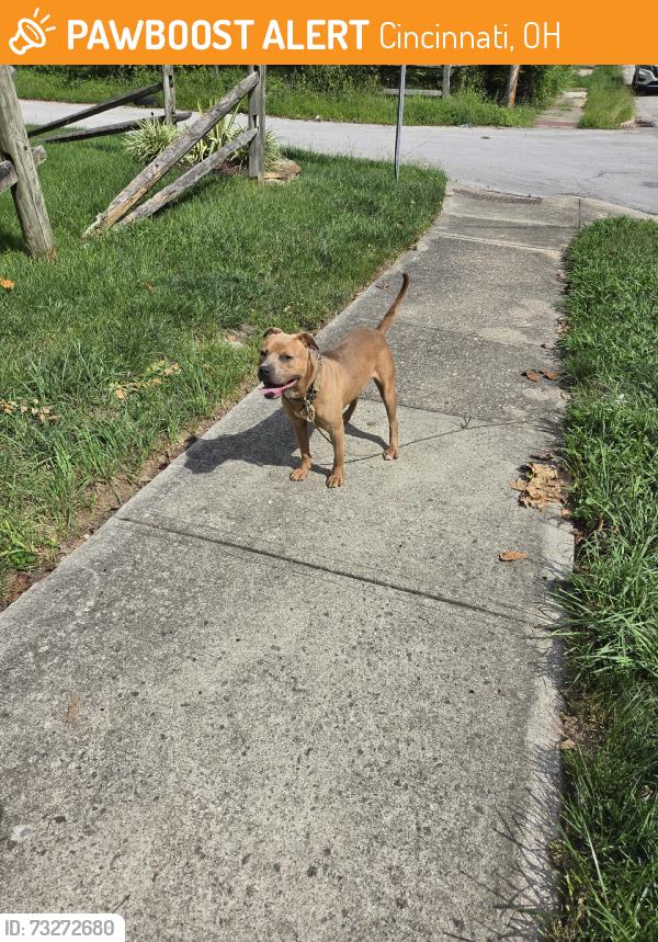 Found/Stray Male Dog last seen Cameron Place, Cincinnati, OH 45205