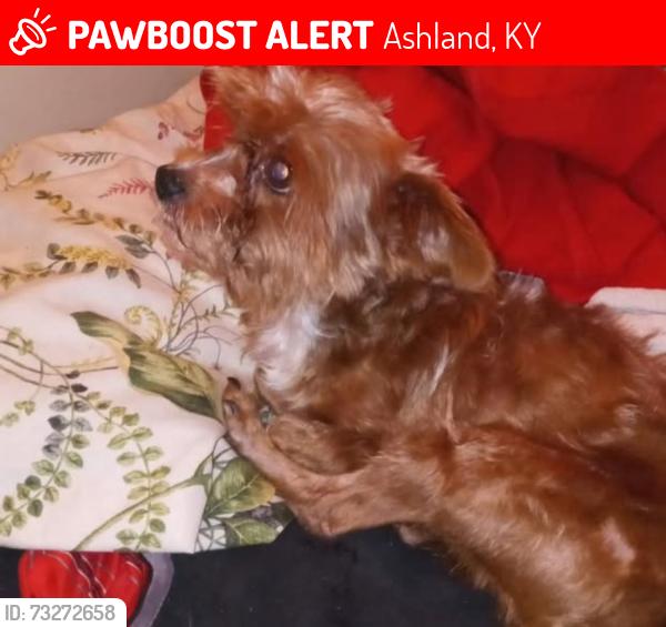 Lost Male Dog last seen Mason St and Beach st, Ashland, KY 41102