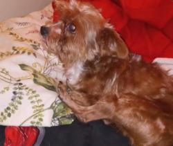 Lost Male Dog last seen Mason St and Beach st, Ashland, KY 41102