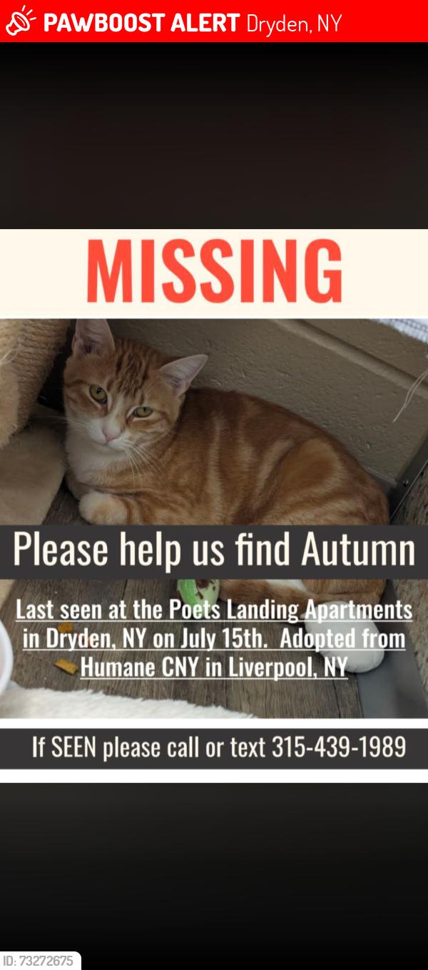 Lost Female Cat last seen Poet's Landing apmts, Dryden, NY 13053