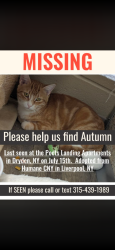 Lost Female Cat last seen Poet's Landing apmts, Dryden, NY 13053