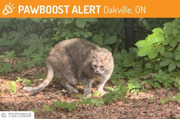Found/Stray Unknown Cat last seen Creek Path Ave & Tawny Crescent, Oakville, ON 