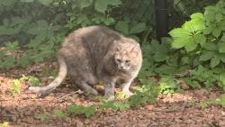 Found/Stray Unknown Cat last seen Creek Path Ave & Tawny Crescent, Oakville, ON 