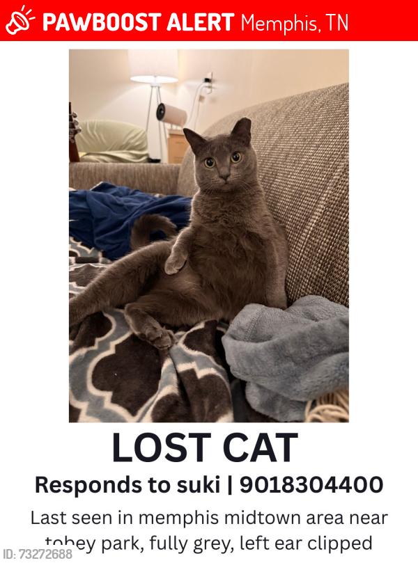 Lost Female Cat last seen near tobey skate park, Memphis, TN 38112