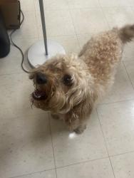 Found/Stray Male Dog last seen North High School, Akron, OH 44310