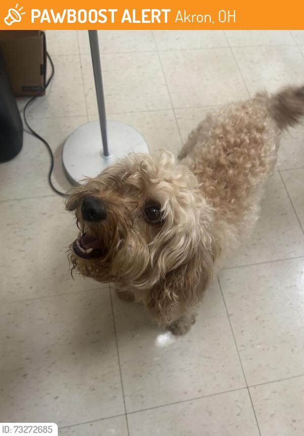 Found/Stray Male Dog last seen North High School, Akron, OH 44310