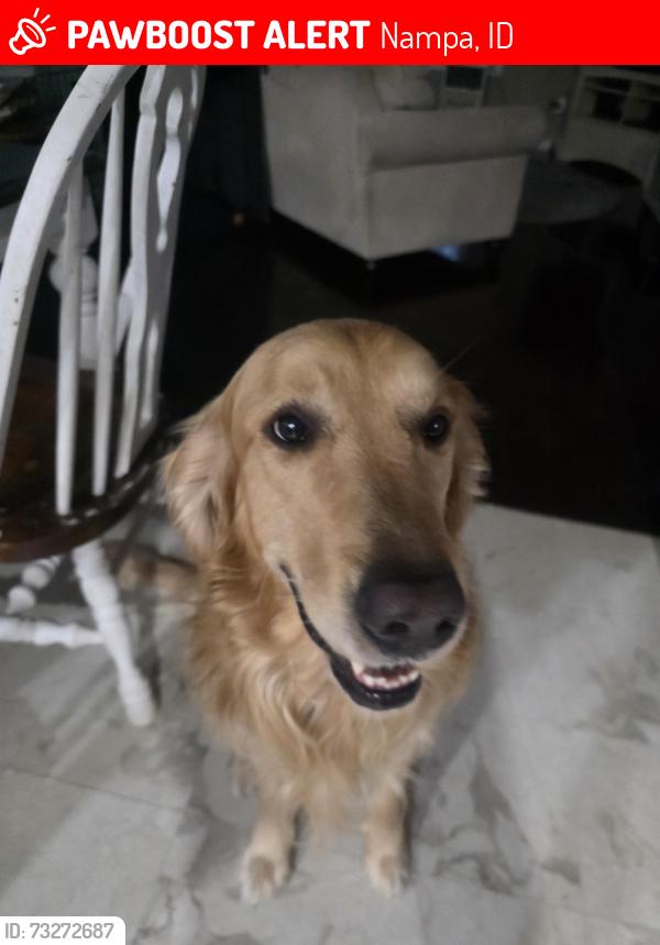 Lost Male Dog last seen Midland, Iowa, Nampa, ID 83686