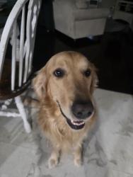Lost Male Dog last seen Midland, Iowa, Nampa, ID 83686