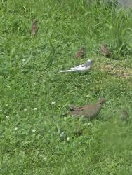 Found/Stray Unknown Bird last seen Theodore/ Bronk, Will County, IL 60431