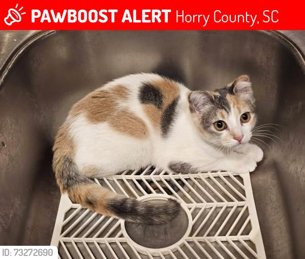 Lost Female Cat last seen Joyner Swamp Rd near Goldenleaf Grill, Horry County, SC 29544