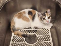 Lost Female Cat last seen Joyner Swamp Rd near Goldenleaf Grill, Horry County, SC 29544