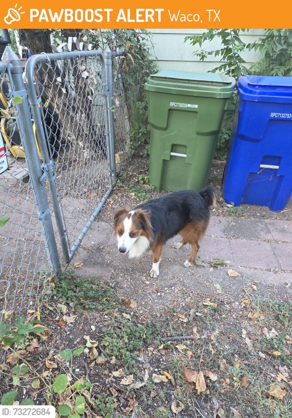 Found/Stray Male Dog last seen Alexander / N 32nd St, Waco, TX 76708