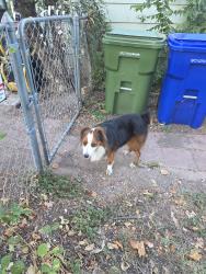 Found/Stray Male Dog last seen Alexander / N 32nd St, Waco, TX 76708
