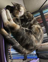 Lost Female Cat last seen franklin and devonshire, Hemet, CA 92543