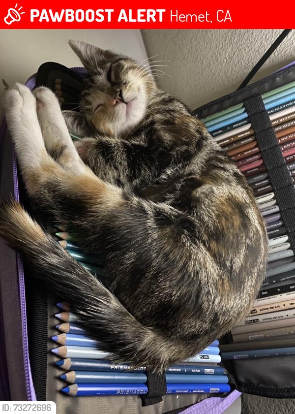 Lost Female Cat last seen franklin and devonshire, Hemet, CA 92543