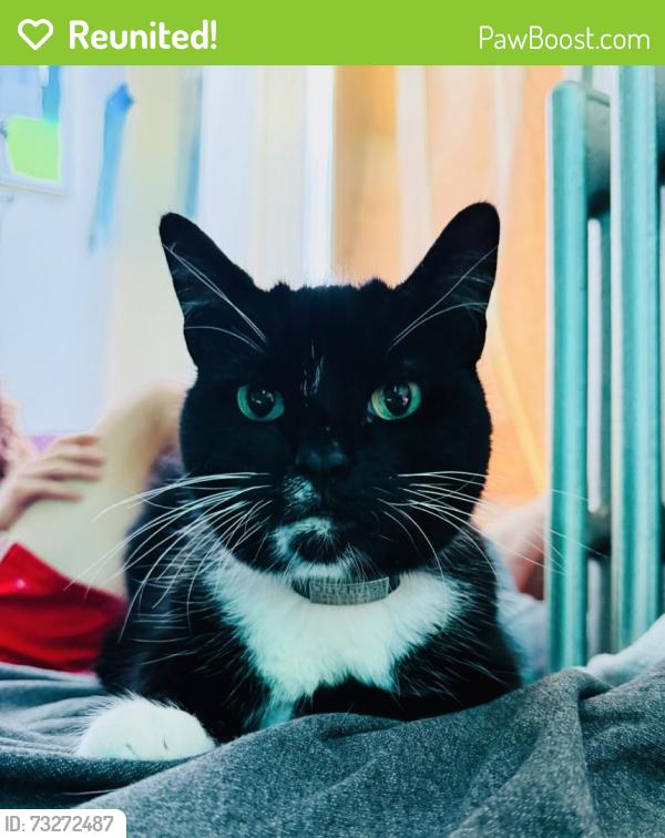Reunited Female Cat last seen Prospect Ave bet 4th and 5th, Brooklyn, NY 11215