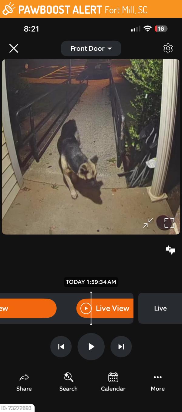 Found/Stray Unknown Dog last seen n dobys bridge road and sanders st, Fort Mill, SC 29716