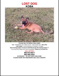 Lost Male Dog last seen Near west fairmont street Longview texas, Longview, TX 75604