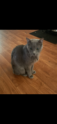 Lost Male Cat last seen Cedar and Church, Fresno, CA 93725