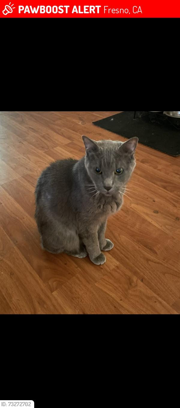Lost Male Cat last seen Cedar and Church, Fresno, CA 93725