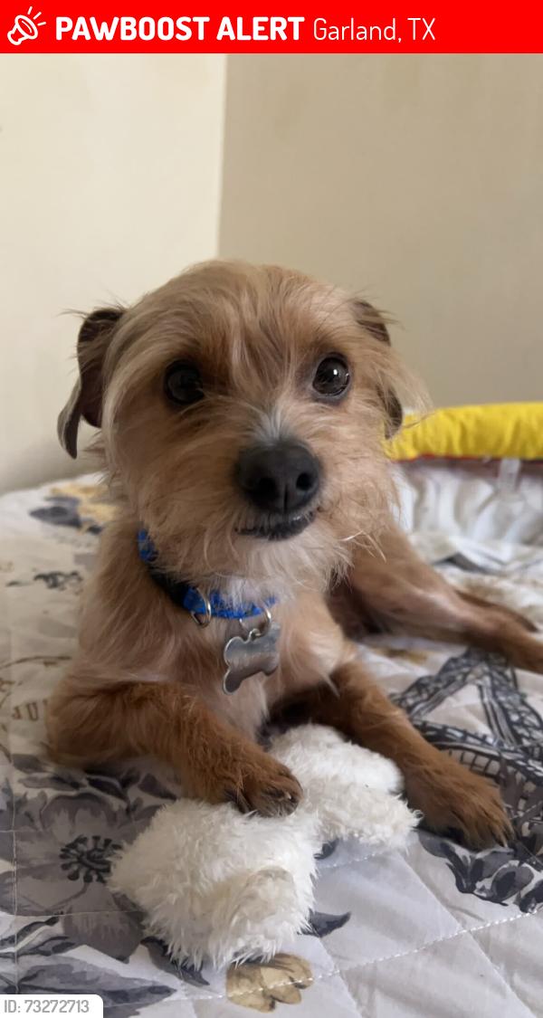 Lost Male Dog last seen Garland, Garland, TX 75041