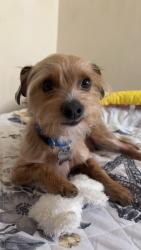 Lost Male Dog last seen Garland, Garland, TX 75041