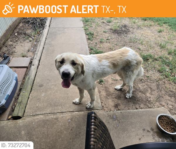Found/Stray Male Dog last seen State Hwy 289 and 406, Pottsboro, TX 75076, TX-289, TX 75009
