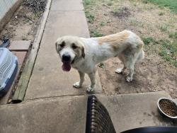 Found/Stray Male Dog last seen State Hwy 289 and 406, Pottsboro, TX 75076, TX-289, TX 75009