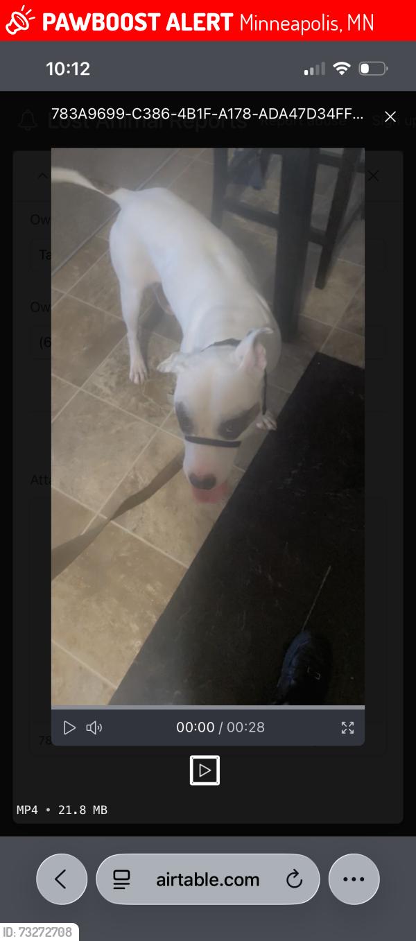 Lost Male Dog last seen Near queen ave m, Minneapolis, MN 55411