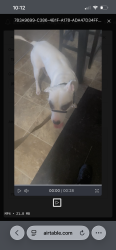 Lost Male Dog last seen Near queen ave m, Minneapolis, MN 55411