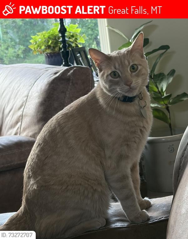 Lost Male Cat last seen 35th Ave NE, Great Falls, MT 59404
