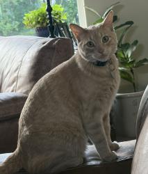 Lost Male Cat last seen 35th Ave NE, Great Falls, MT 59404