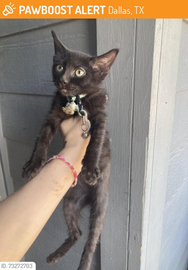Found/Stray Unknown Cat last seen La Prada / Shiloh /, Dallas, TX 75228