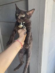 Found/Stray Unknown Cat last seen La Prada / Shiloh /, Dallas, TX 75228