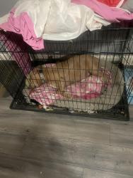 Lost Female Dog last seen 35th & Prospect, Kansas City, MO 64128
