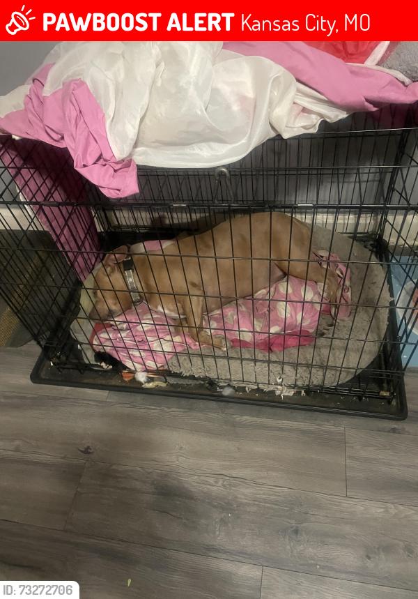 Lost Female Dog last seen 35th & Prospect, Kansas City, MO 64128