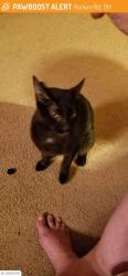 Lost Male Cat last seen Main st miller ave, Ashville, OH 43103