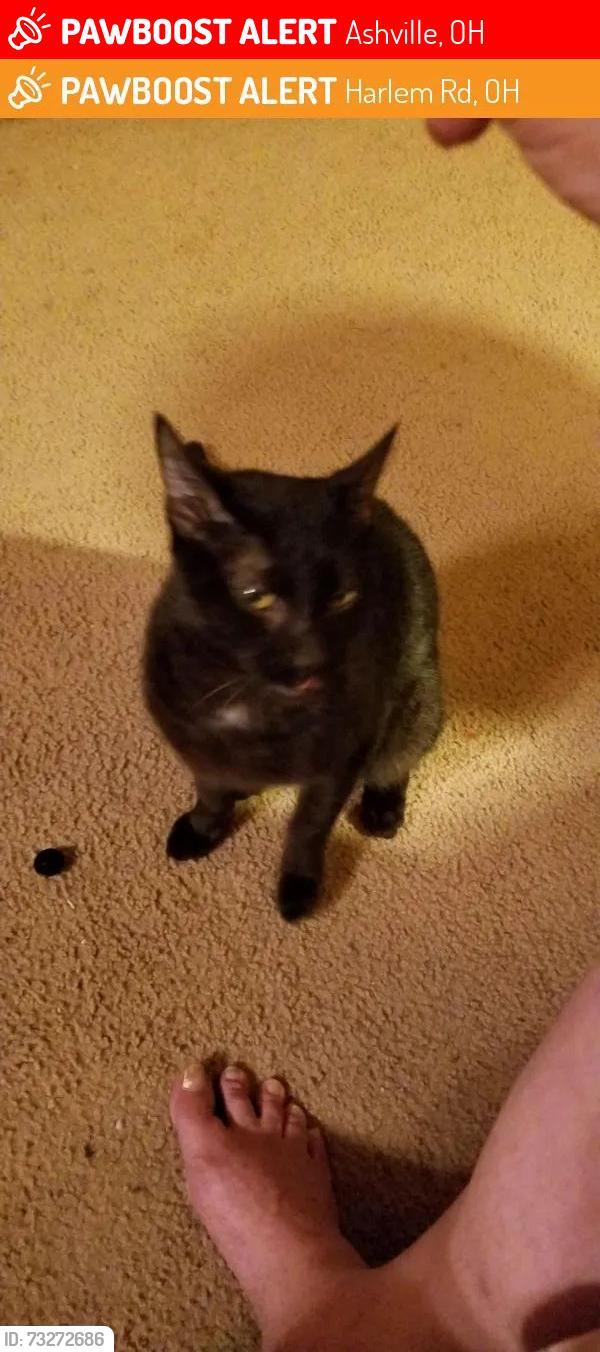 Lost Male Cat last seen Main st miller ave, Ashville, OH 43103