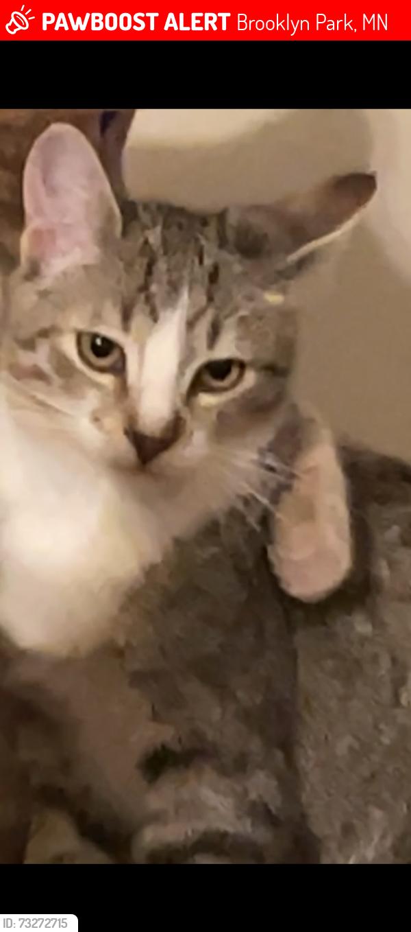 Lost Female Cat last seen 91st Crescent ST N, Brooklyn Park, MN 55443