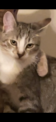Lost Female Cat last seen 91st Crescent ST N, Brooklyn Park, MN 55443