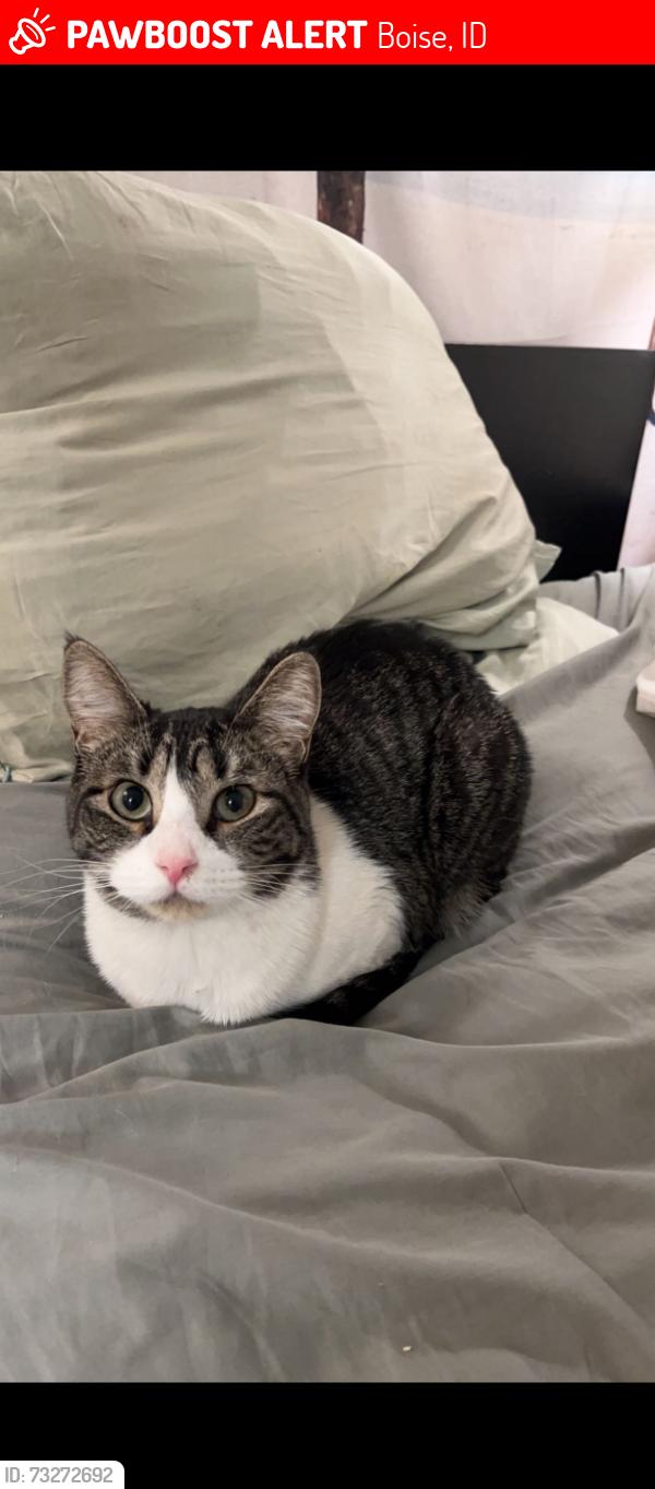 Lost Female Cat last seen Warm Springs Mesa, Boise, ID 83712