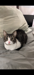 Lost Female Cat last seen Warm Springs Mesa, Boise, ID 83712