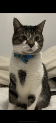 Reunited Male Cat last seen 160-17 76th ave, Queens, NY 11366