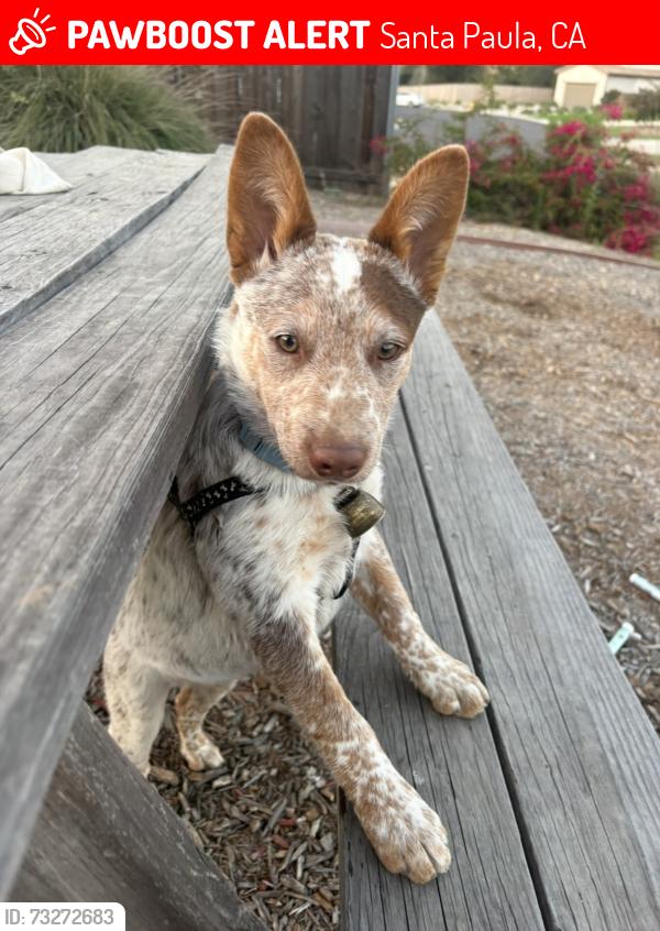 Lost Male Dog last seen Clowd rd, Faulkner rd near a ranch, Santa Paula, CA 93060